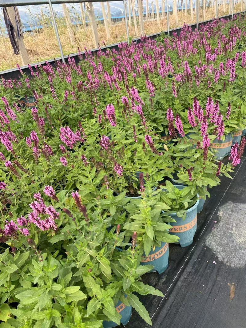 精品林荫鼠尾草优质林荫鼠尾草