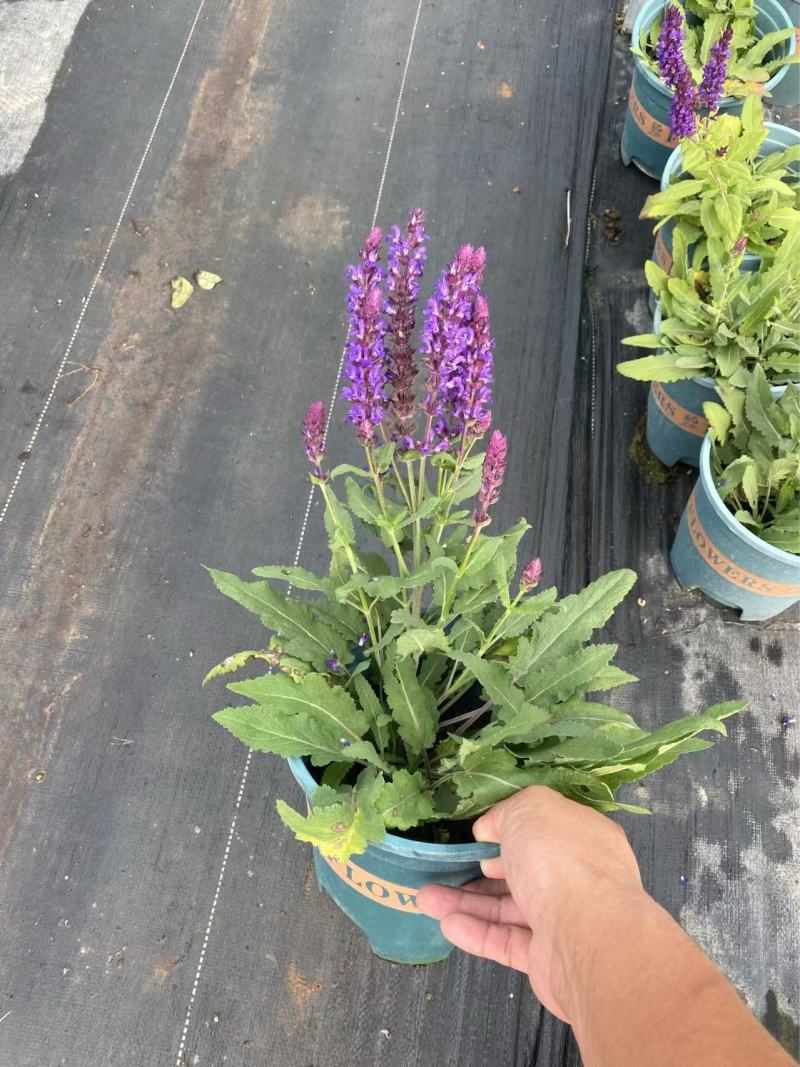 精品林荫鼠尾草优质林荫鼠尾草
