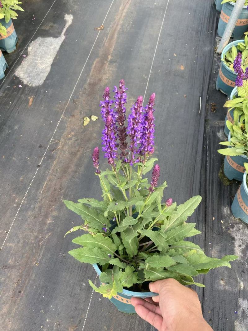 精品四月夜鼠尾草优质四月夜鼠尾草