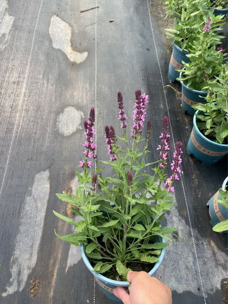 精品四月夜鼠尾草优质四月夜鼠尾草
