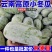 5斤云南新鲜小冬瓜当季小长节白冬瓜露天翠玉嫩东瓜火锅食材