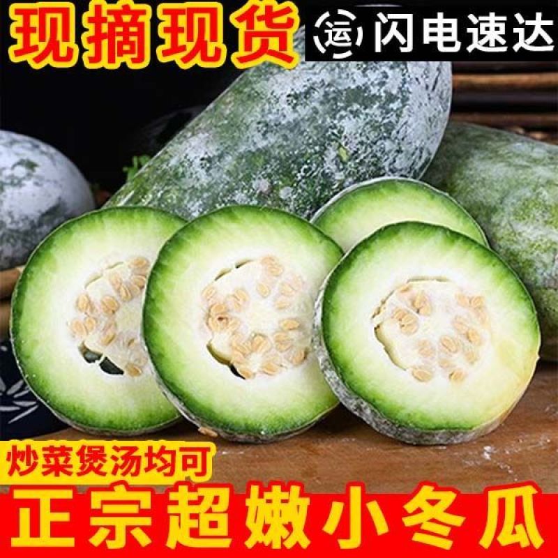 5斤云南新鲜小冬瓜当季小长节白冬瓜露天翠玉嫩东瓜火锅食材