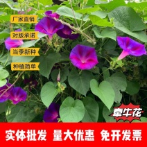 牵牛花厂家货源批发价格全国发货价格便宜欢迎下单咨询