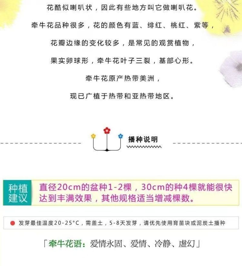 牵牛花厂家货源批发价格全国发货价格便宜欢迎下单咨询