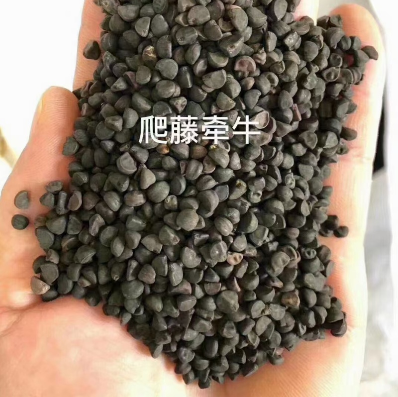 牵牛花厂家货源批发价格全国发货价格便宜欢迎下单咨询