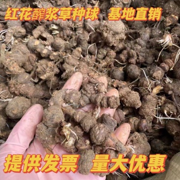 红花醡浆草种球多年生耐寒植物园林绿化苗花期长四季开花