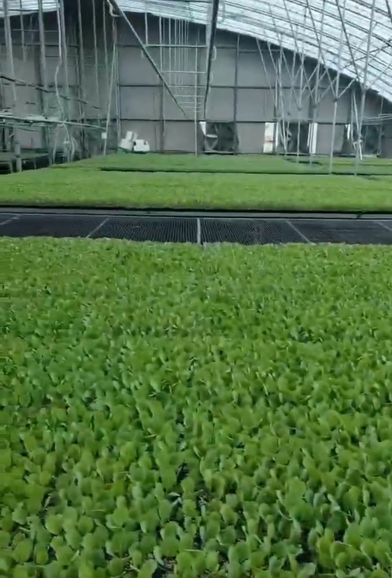 【优选】绿甘蓝苗包菜苗圆白菜苗杂交春甘蓝苗苗场直发