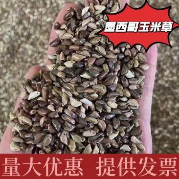 墨西哥玉米草种子厂家货源批发价格全国发货价格便宜欢迎下单