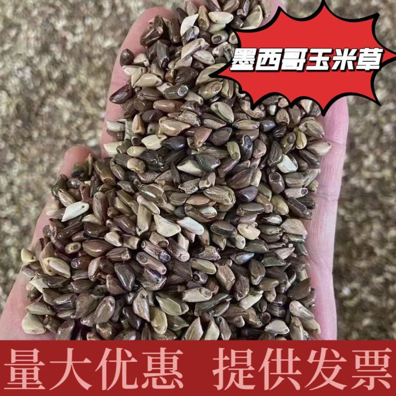 墨西哥玉米草种子厂家货源批发价格全国发货价格便宜欢迎下单