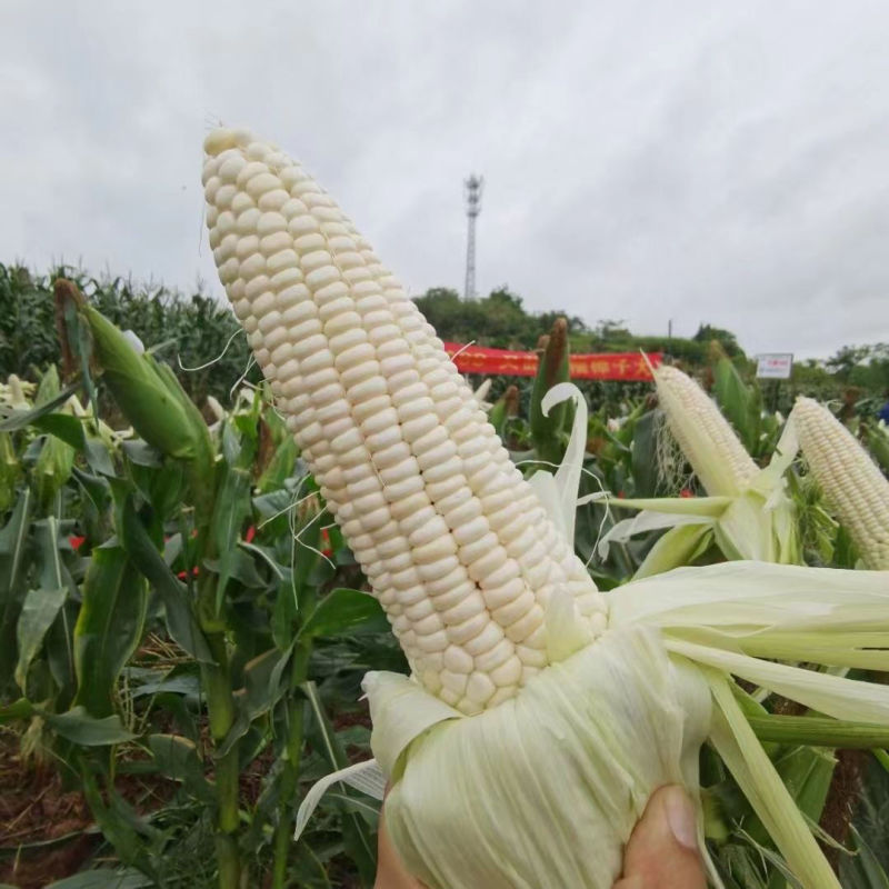 华穗万糯2000玉米种子特大粘玉米棒正宗甜糯玉米种子大棒