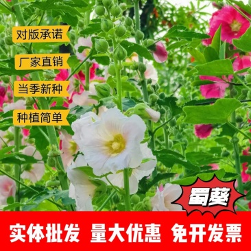 蜀葵种子厂家货源批发价格全国发货价格便宜欢迎下单咨询