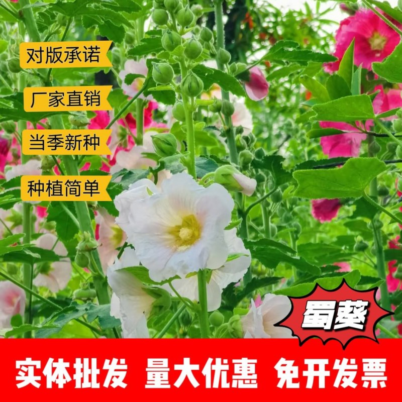蜀葵种子厂家货源批发价格全国发货价格便宜欢迎下单咨询