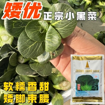 矮优正宗小黑菜种子黑叶矮脚油亮苏州青菜大头青梗菜种籽软糯