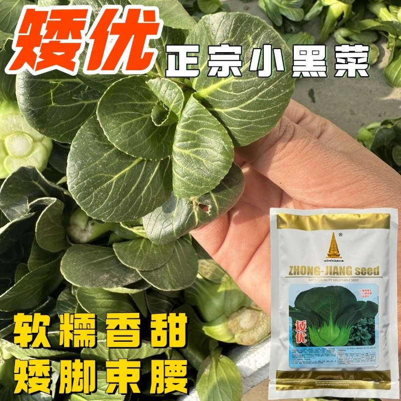 矮优正宗小黑菜种子黑叶矮脚油亮苏州青菜大头青梗菜种籽软糯