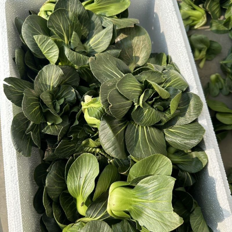 矮优正宗小黑菜种子黑叶矮脚油亮苏州青菜大头青梗菜种籽软糯