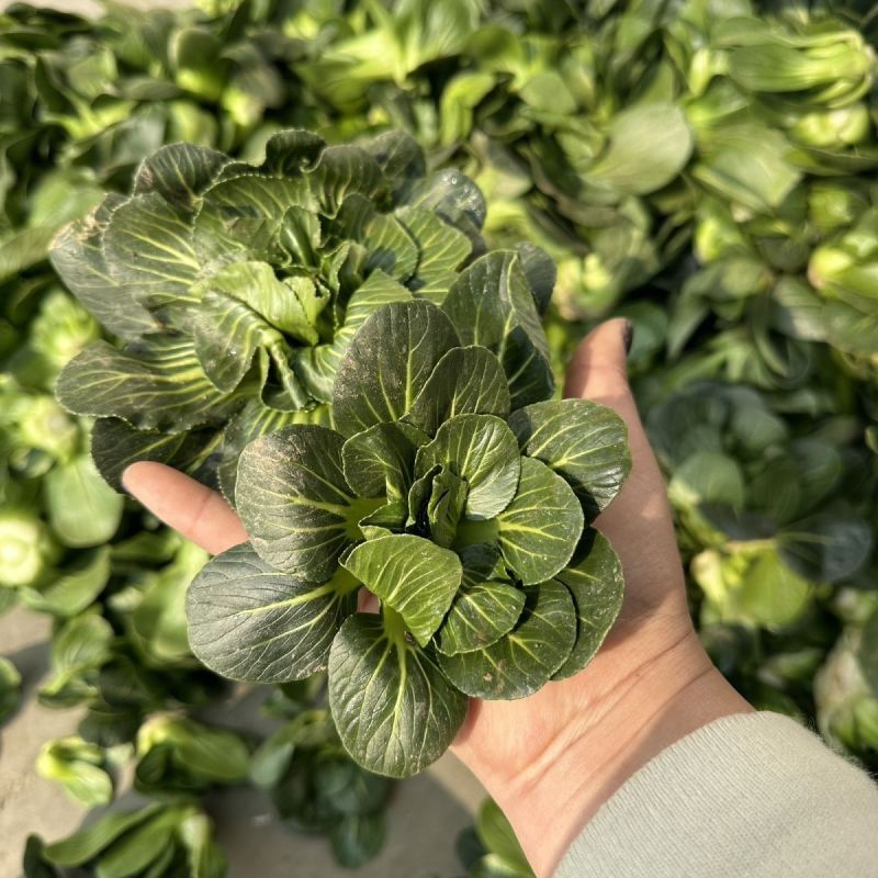 矮优正宗小黑菜种子黑叶矮脚油亮苏州青菜大头青梗菜种籽软糯