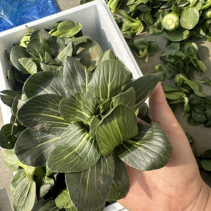 矮优正宗小黑菜种子黑叶矮脚油亮苏州青菜大头青梗菜种籽软糯