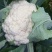 花菜苗山东莘县种苗基地各种蔬菜苗松花菜苗花椰菜苗菜花苗