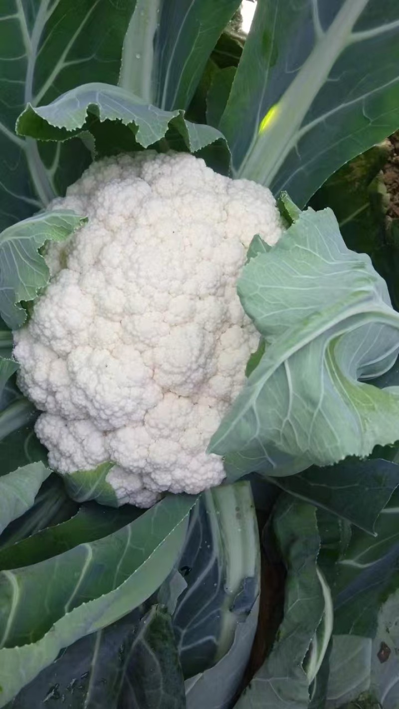 花菜苗山东莘县种苗基地各种蔬菜苗松花菜苗花椰菜苗菜花苗