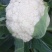 花菜苗山东莘县种苗基地各种蔬菜苗松花菜苗花椰菜苗菜花苗
