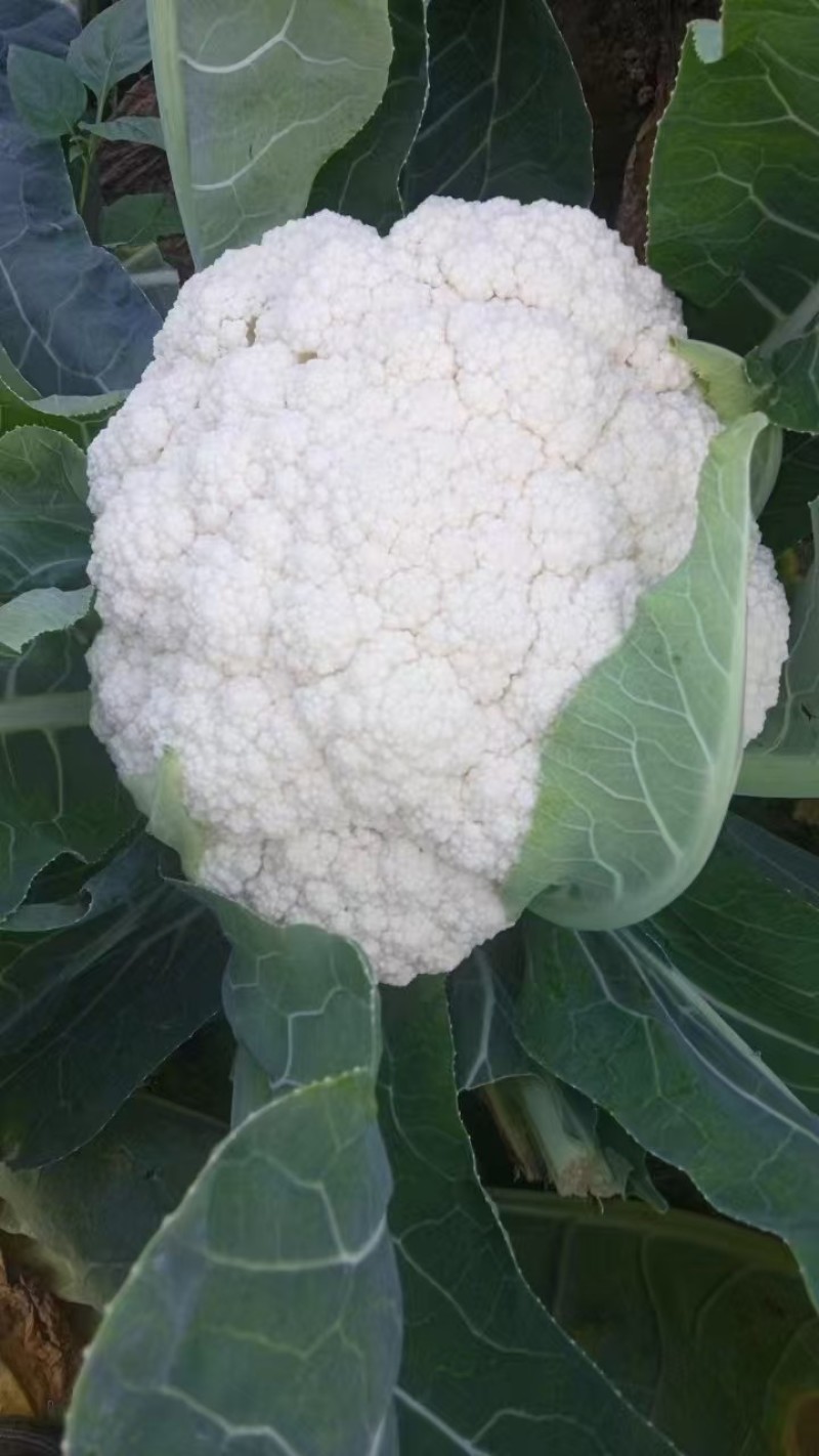 花菜苗山东莘县种苗基地各种蔬菜苗松花菜苗花椰菜苗菜花苗