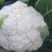 花菜苗山东莘县种苗基地各种蔬菜苗松花菜苗花椰菜苗菜花苗