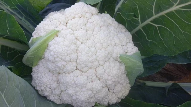 花菜苗山东莘县种苗基地各种蔬菜苗松花菜苗花椰菜苗菜花苗