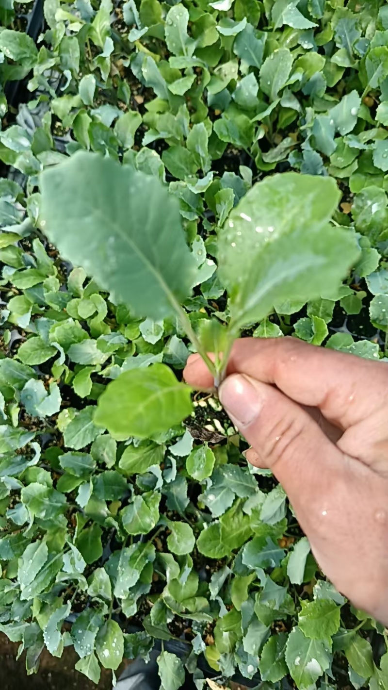 花菜苗山东莘县种苗基地各种蔬菜苗松花菜苗花椰菜苗菜花苗