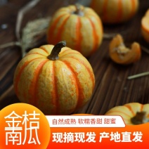 桔瓜太阳果迷你金桔南瓜贝贝小金瓜新鲜农家南瓜盅南瓜灯雕刻