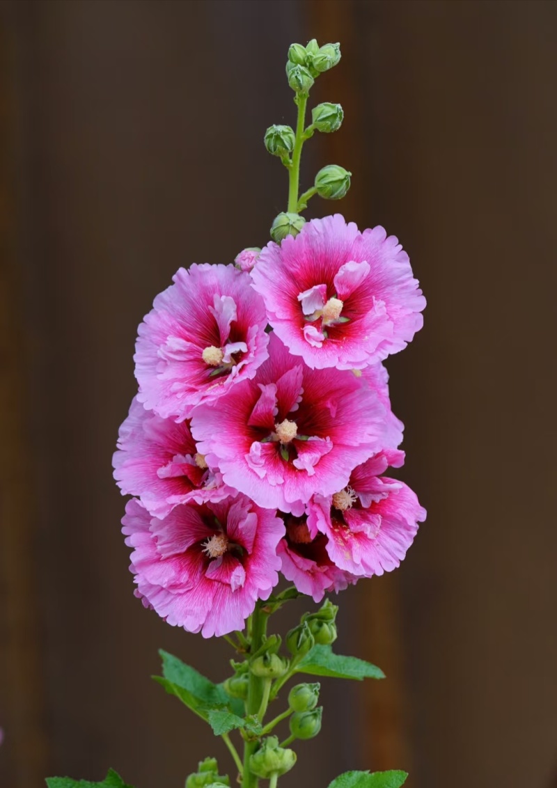 蜀葵种子厂家货源批发价格全国发货价格便宜欢迎下单咨询