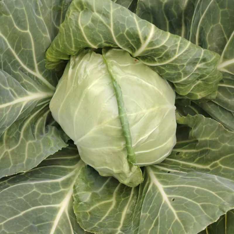 甘蓝货源充足，产地直发，诚信经营，欢迎客商来电