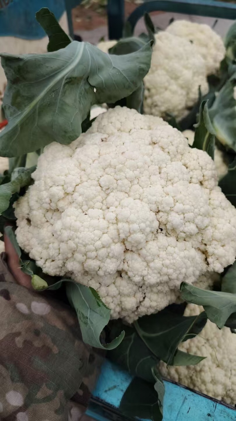 菜花支持视频看货，可发往全国市场