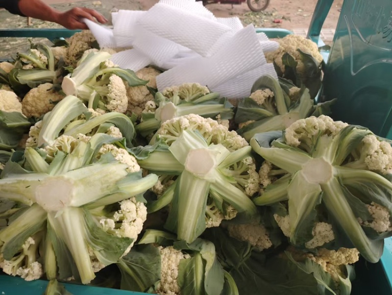 菜花支持视频看货，可发往全国市场