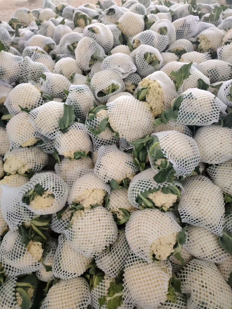 菜花支持视频看货，可发往全国市场