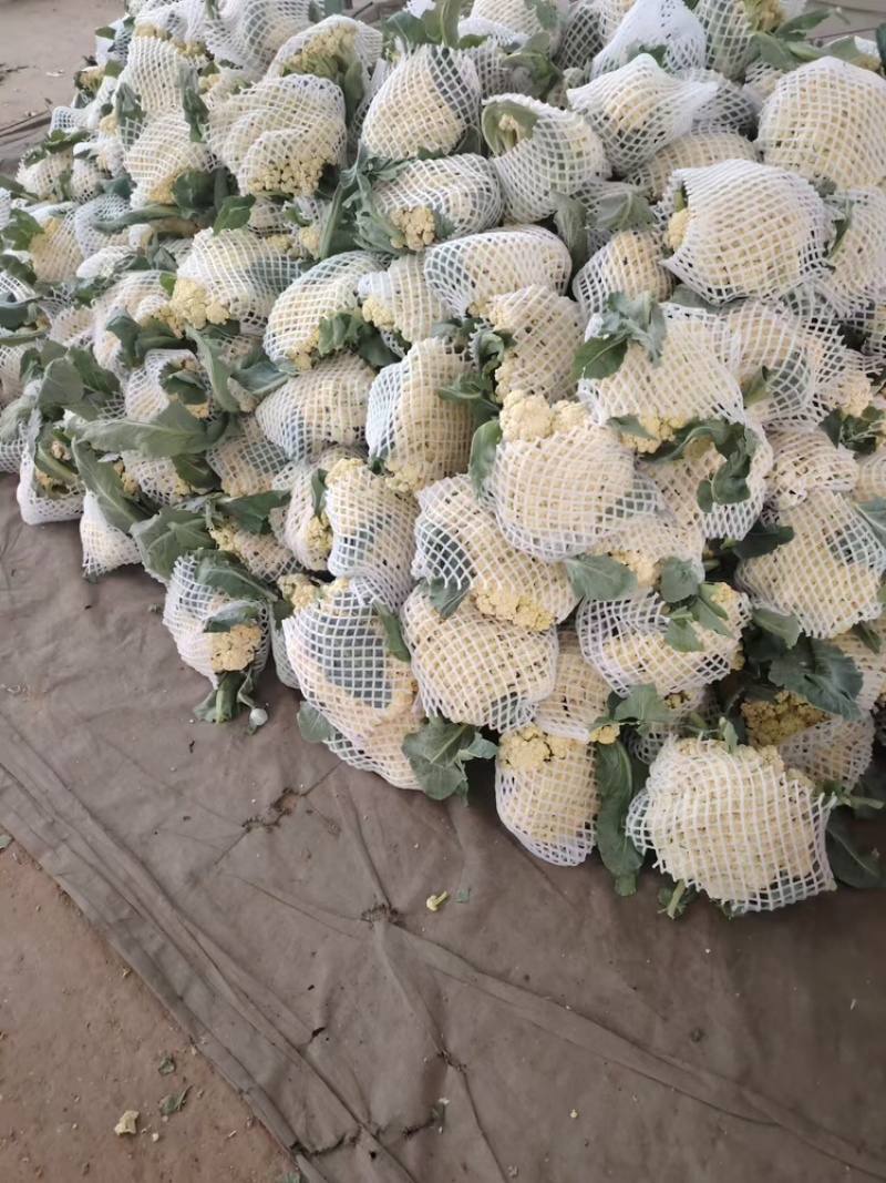 菜花支持视频看货，可发往全国市场