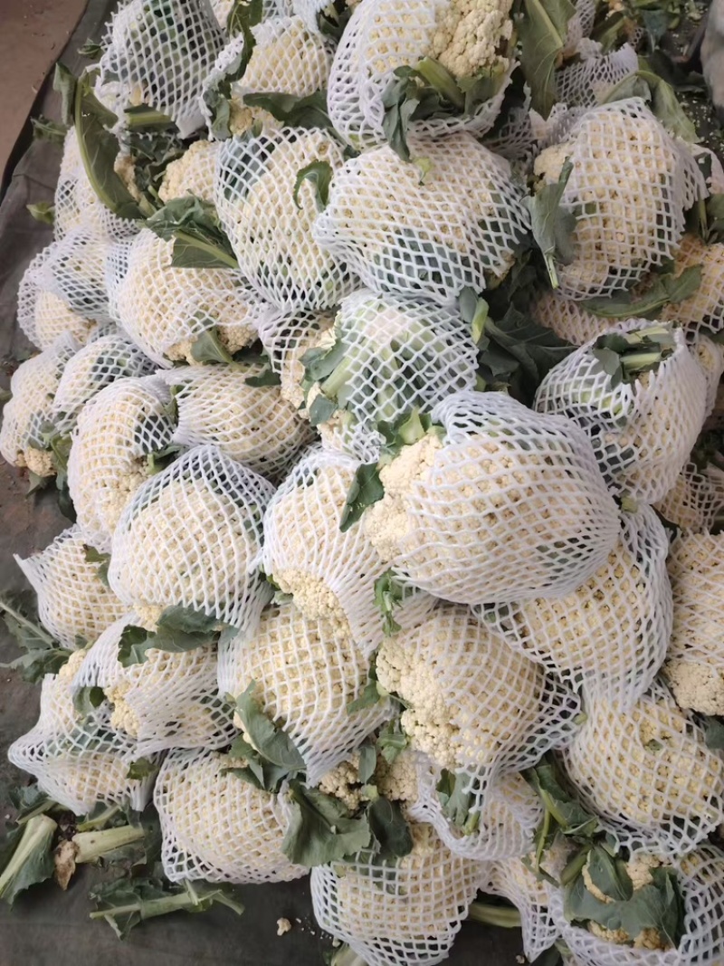 菜花支持视频看货，可发往全国市场