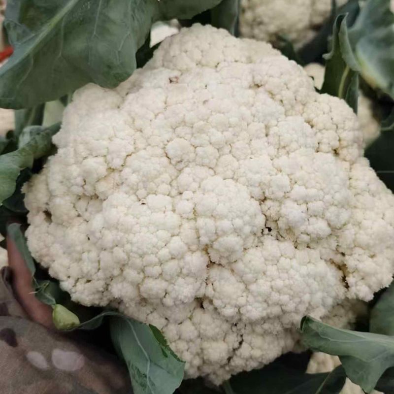 菜花支持视频看货，可发往全国市场