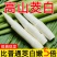 新鲜茭白特价冬笋时令蔬菜茭白现挖竹笋火锅配菜高瓜水笋高笋