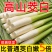 新鲜茭白特价冬笋时令蔬菜茭白现挖竹笋火锅配菜高瓜水笋高笋