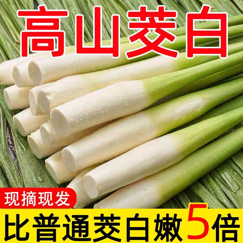 新鲜茭白特价冬笋时令蔬菜茭白现挖竹笋火锅配菜高瓜水笋高笋