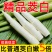 新鲜茭白特价冬笋时令蔬菜茭白现挖竹笋火锅配菜高瓜水笋高笋