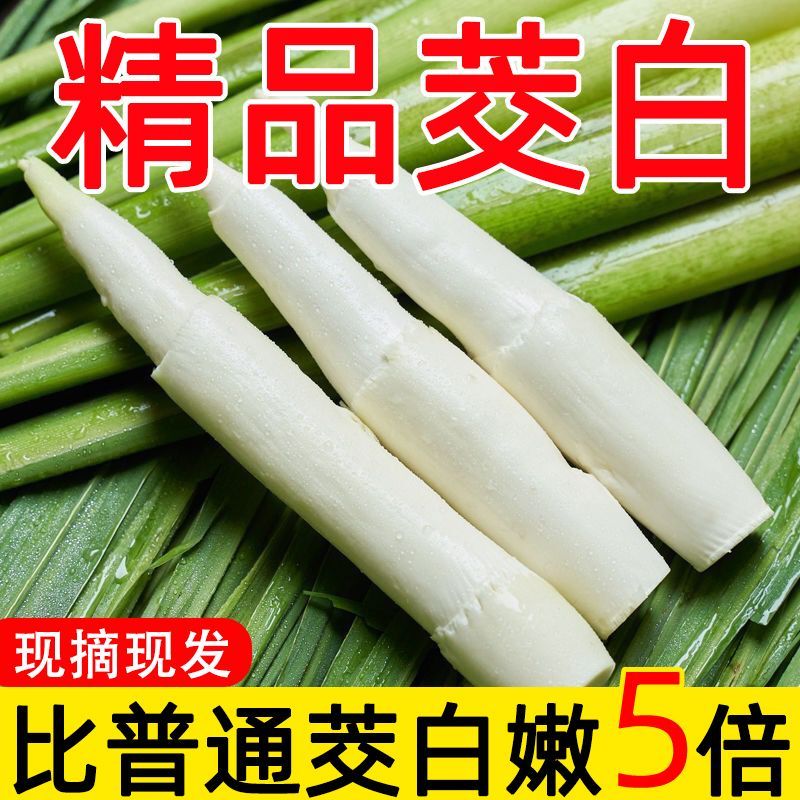 新鲜茭白特价冬笋时令蔬菜茭白现挖竹笋火锅配菜高瓜水笋高笋