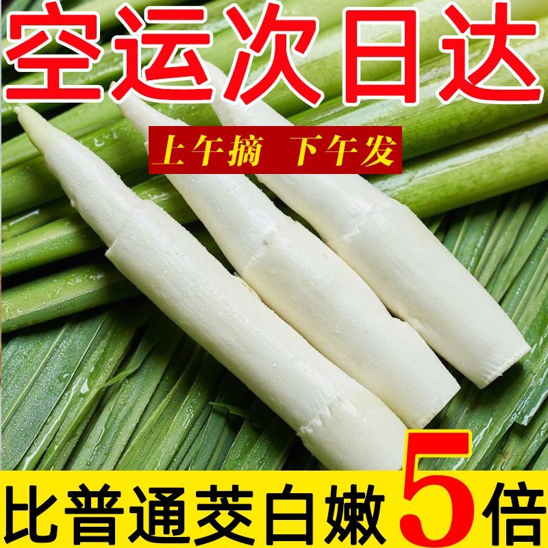 新鲜茭白特价冬笋时令蔬菜茭白现挖竹笋火锅配菜高瓜水笋高笋