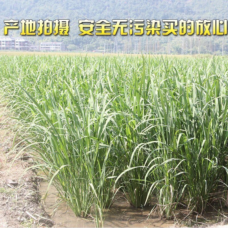 新鲜茭白特价冬笋时令蔬菜茭白现挖竹笋火锅配菜高瓜水笋高笋
