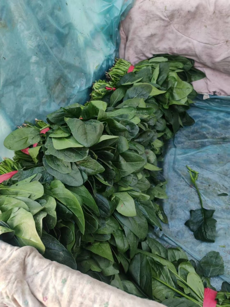 正宗大叶菠菜量大从优欢迎外地客商实地考察全国直发