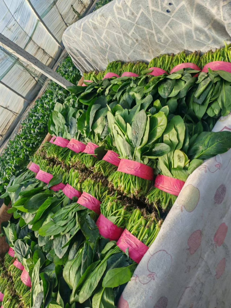 正宗大叶菠菜量大从优欢迎外地客商实地考察全国直发