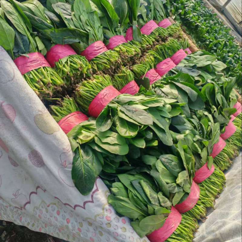 正宗大叶菠菜量大从优欢迎外地客商实地考察全国直发
