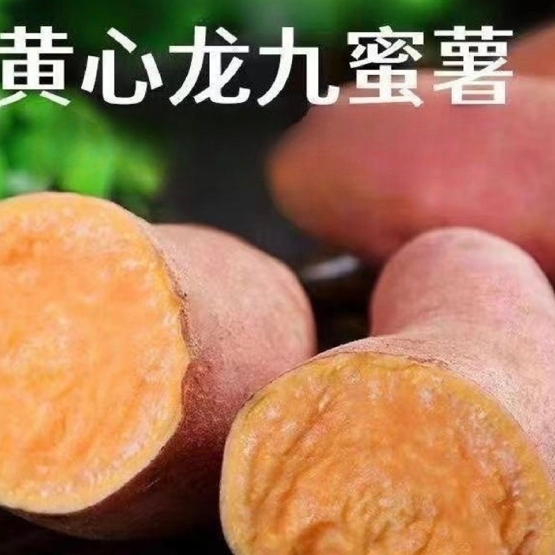黄心蜜薯烟薯，考薯各种规格专业代发