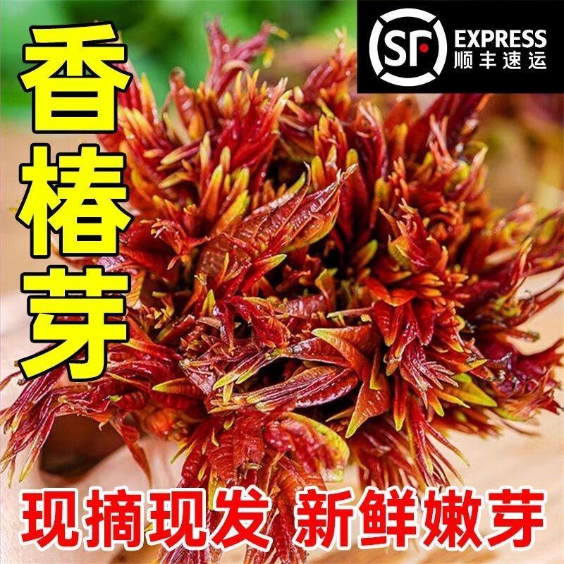 【顺丰直发】新鲜红油香椿嫩芽当季农家现货红油露天新鲜现摘