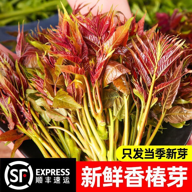 【顺丰直发】新鲜红油香椿嫩芽当季农家现货红油露天新鲜现摘